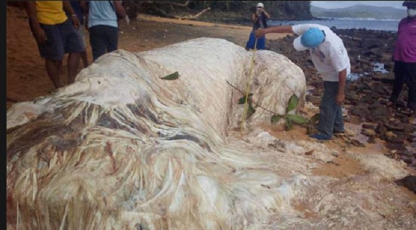 Monstros Marinhos Encontrados Em Praias Das Filipinas Minilua