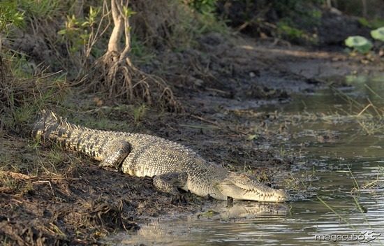 800px-saltwater_crocodile_on_a_river_bank-tm