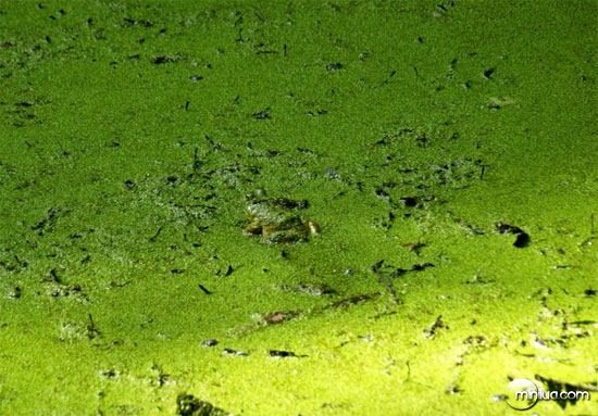 green-frog2