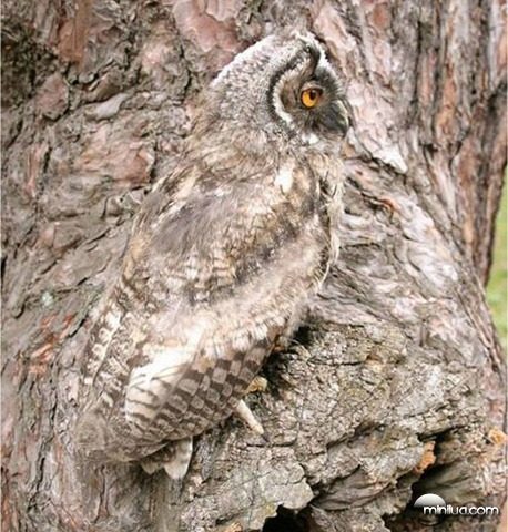 owl-tree