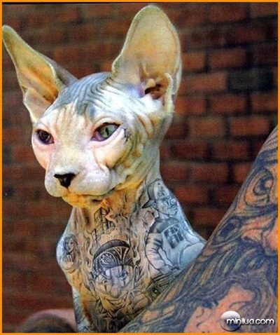 sphynx-cat-tattoo-photoshop