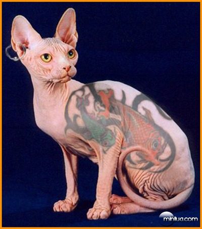 sphynx-cat-tattoo-photoshop-fish.pg_