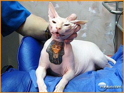 sphynx-cat-tattoo-russian