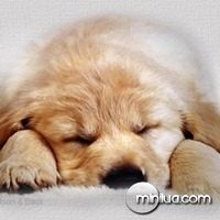 cachorro_dormindo
