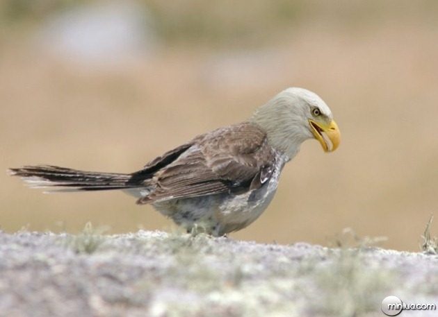 Eagle-Sparrow--9213