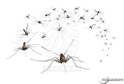 a-swarm-of-mosquitos-grab-the-bug-spray-3d-render