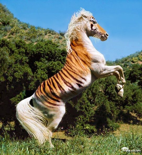 tiger-horse--9254