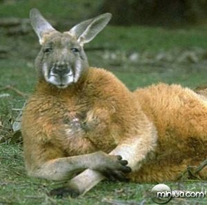 Kangaroo Relaxing - Full