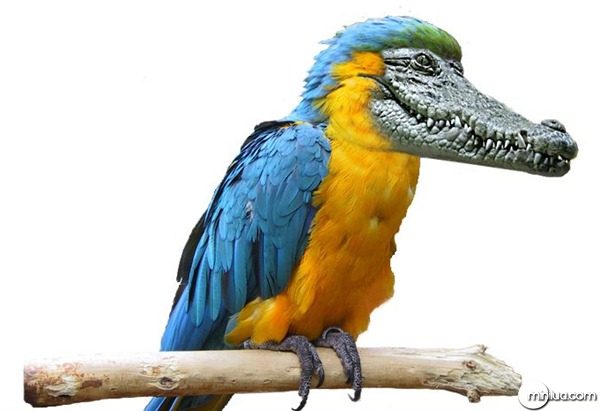 Macaw-croc--9210