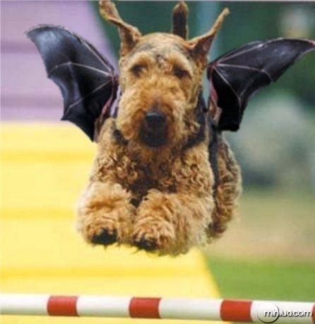 Wirehaired-Terrier-bat--9256