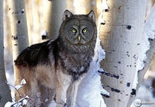 Wolf-owl--9203