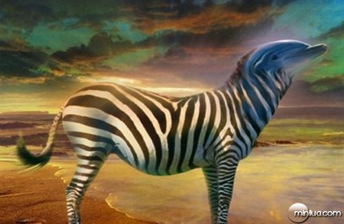 Zebra-dolphin--9246