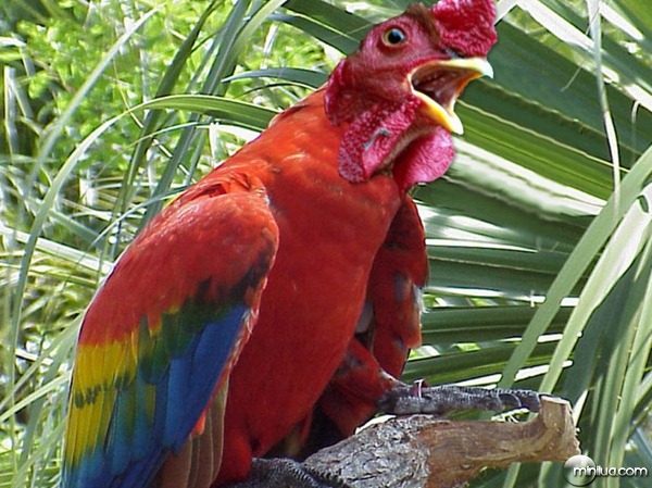 parakeet-rooster--9265