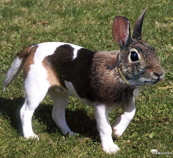 rabbit-dog--9221