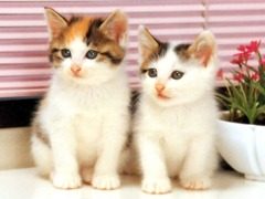 Twin-White-Cats