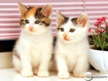 Twin-White-Cats
