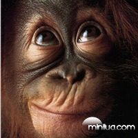 monkey_thinking