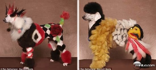 Dogs_dressed_up_4