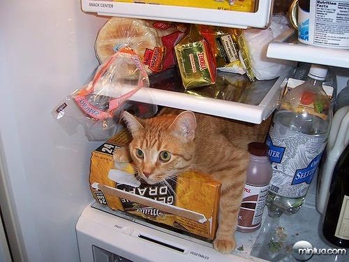 cat-fridge-7937151