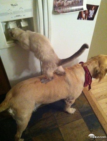 dog-cat-teamwork-fridge-drink-1300036324s