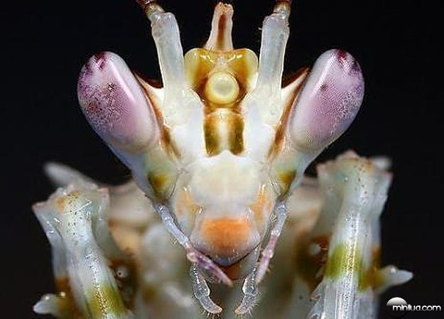 Alien-Looking-Bug-Insect-4