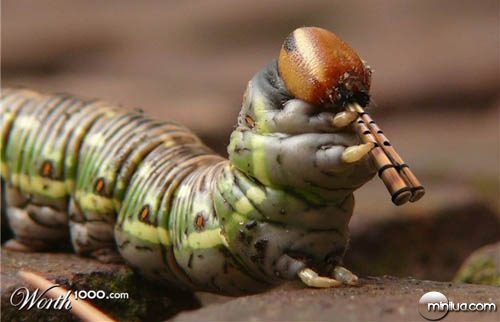 caterpillar_flute