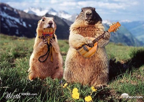 concert_marmots