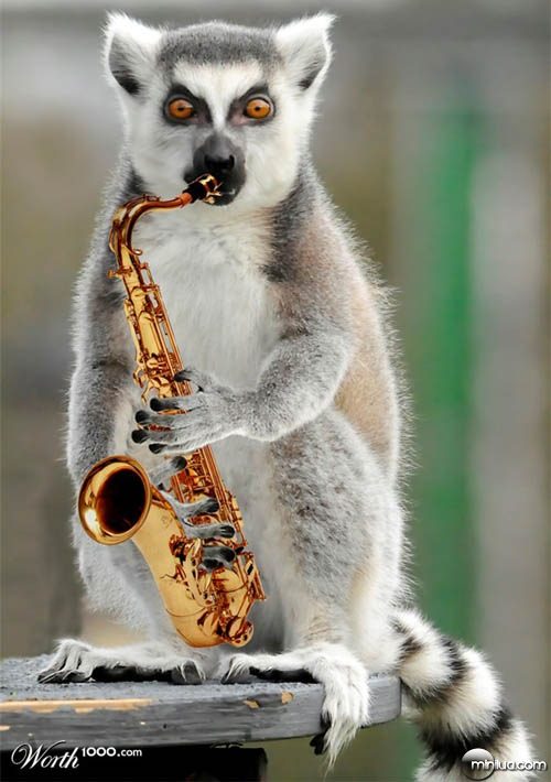 lemur_saxophone