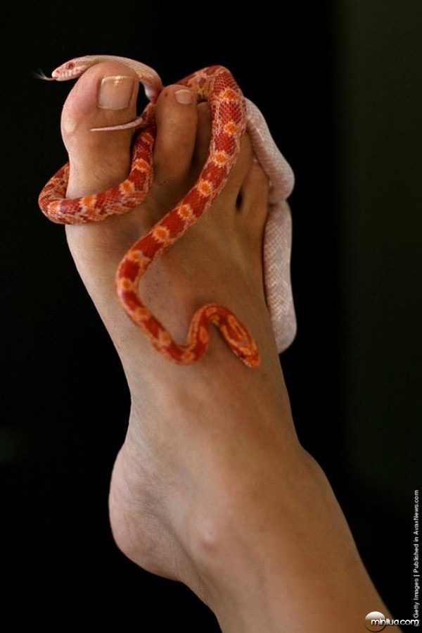 snake-massage6
