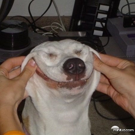 107_07-funny-animals-dog-with-a-smile