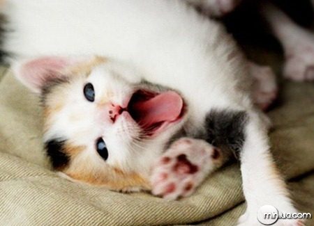 Fotos de gatinhos fofos bocejando (8)[2]