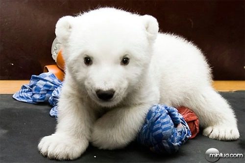 cute-polar-bear-cub02