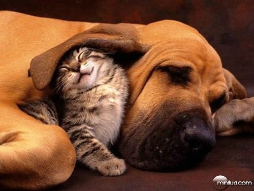 dogs-and-cats10