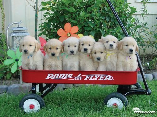 puppies-in-a-wagon