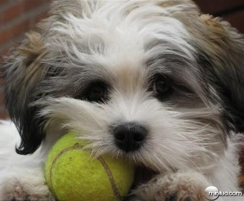 Cute-Puppy-puppies-9415397-500-375