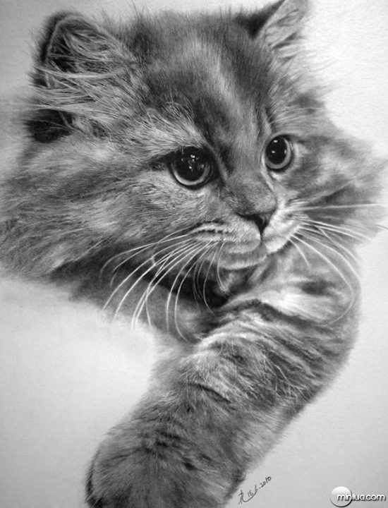cat-drawings-03