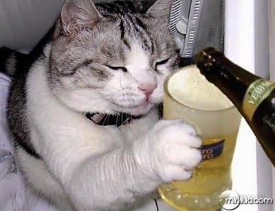 cats-drinking-beer