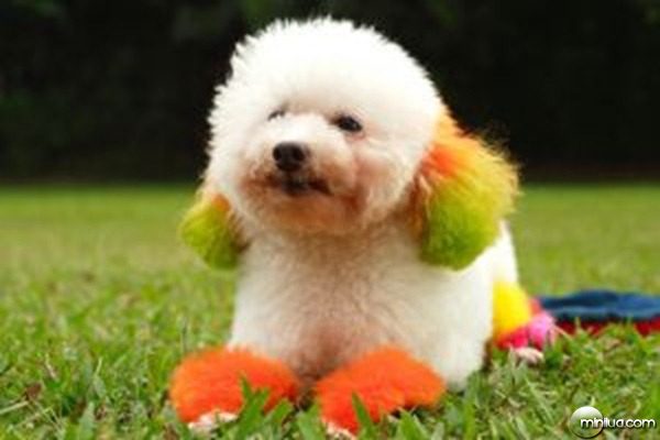 cute-puddle-dog
