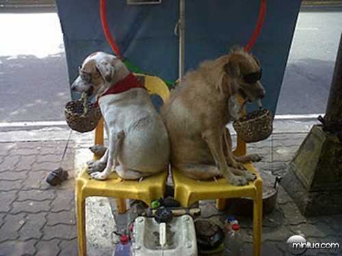 Cachorro de Rico Comendo X Cachorro de Pobre Comendo - Animais Fofinhos -  Graça de Pet