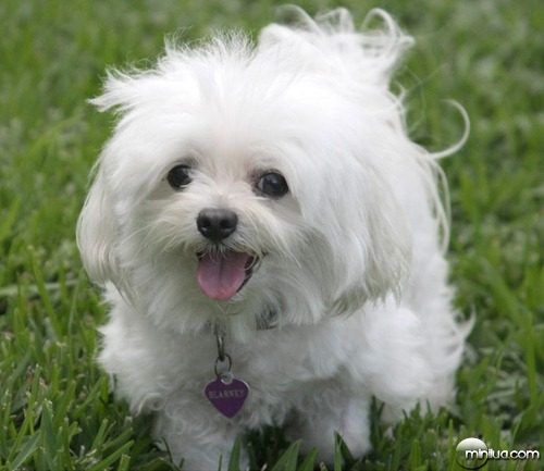 white-puppy-running-in-the-grass