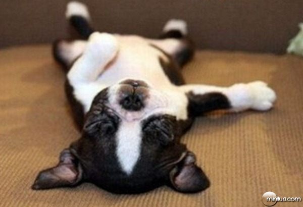 Funny-Puppy-Sleeping-images