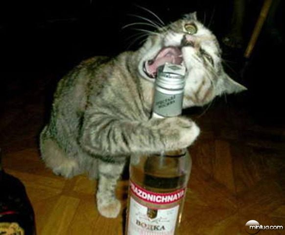 gato-vodka
