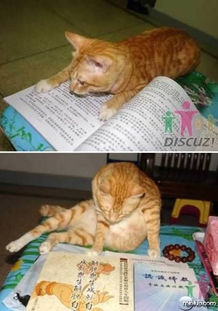 a98100_cat_5-studying-cat