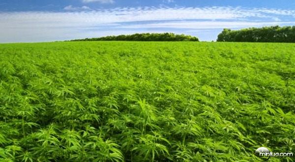 cannabis-field