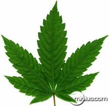 cannabis_spp_leaf