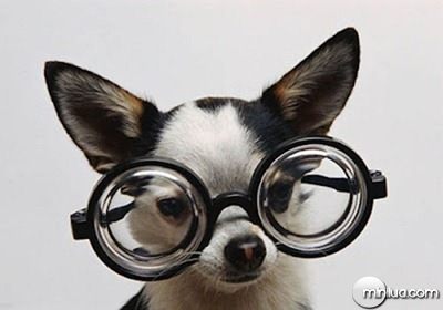 chihuahua-glasses