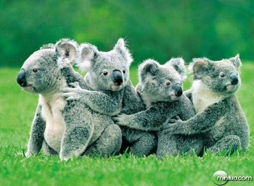 familia-coala