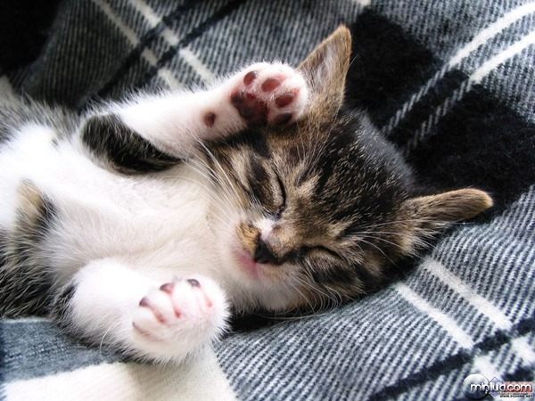 cute-cat-sleep