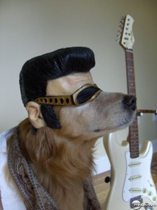 cachorro-fantasia-Elvis