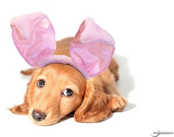 dog-picture-photo-longhaired-dachshund-bunny-costume
